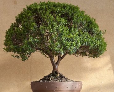 Как ухаживать за миртом в домашних условиях: советы от профессионалов