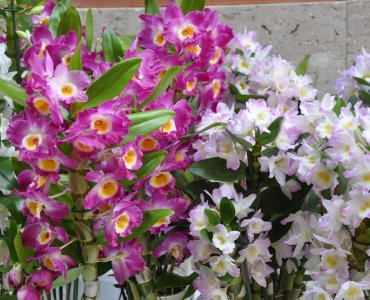 Как ухаживать за орхидеей дендробиум в домашних условиях: советы от профессионалов