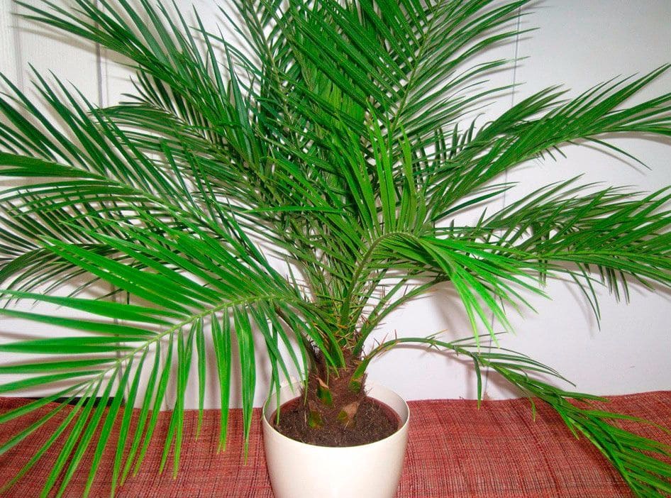 Как ухаживать за пальмой в домашних условиях в горшке с фото